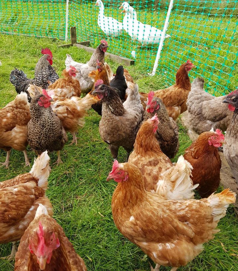 Bastle Retreats Farm Cottage Duns Εξωτερικό φωτογραφία